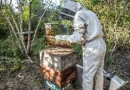 Imagem mostra apicultores manuseando um quadro de madeira com favo de mel diretamente na colmeia.