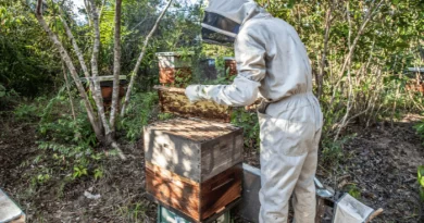 Imagem mostra apicultores manuseando um quadro de madeira com favo de mel diretamente na colmeia.