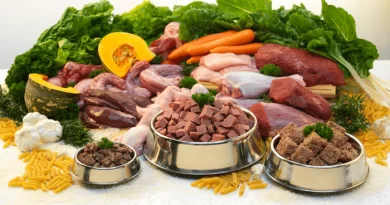 Imagem com vários alimentos naturais e três comedouros com alimento já preparado, fazendo referência ao negócio de comida natural para o mercado pet.