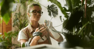 Plantas de fácil cuidado